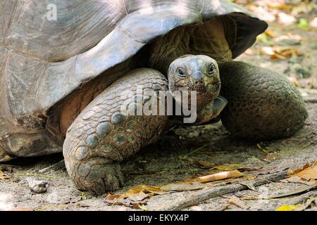 Tartaruga gigante di Aldabra (Aldabrachelys gigantea), Isola Curieuse, Seicelle Foto Stock