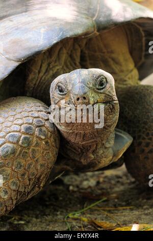 Tartaruga gigante di Aldabra (Aldabrachelys gigantea), Isola Curieuse, Seicelle Foto Stock