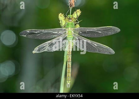 Appena tratteggiato libellula imperatore (Anax imperator), maschio, Svizzera Foto Stock