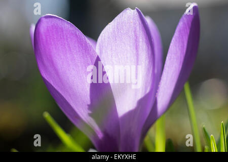 Crocus viola (Crocus) fiore, Baviera, Germania Foto Stock