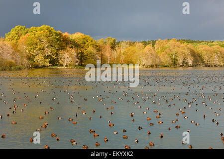 Rosso-crested moriglioni (Netta rufina) e comuni moriglioni (Aythya ferina) poggiante su un lago di Müritz National Park Foto Stock