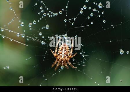 Orb-tessitura Spider (Araneus) nella ragnatela con gocce di rugiada, Nord Reno-Westfalia, Germania Foto Stock