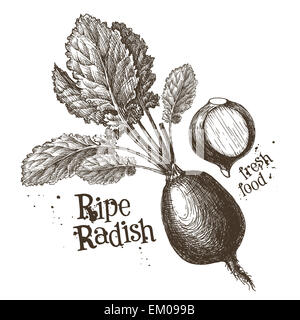 Ravanelli, rafano Vector logo design modello. verdure fresche, cibo o icona di giardinaggio. Foto Stock