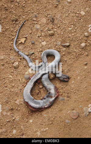 Serpente morto in strada Foto Stock