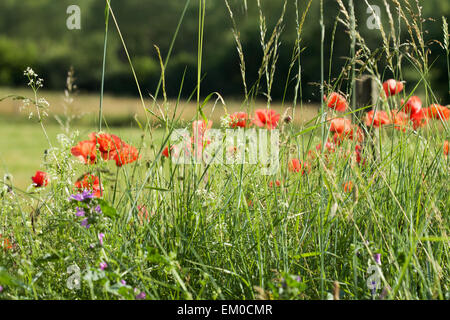 Bordo di un po' di strada, fiori selvatici con papavero e di erba verde nei campi Foto Stock