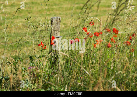 Bordo di un po' di strada, fiori selvatici con papavero e di erba verde e picchetto in legno Foto Stock