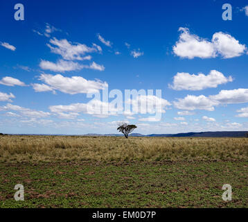 Unico albero di gomma in campo aperto della campagna australiana. Foto Stock