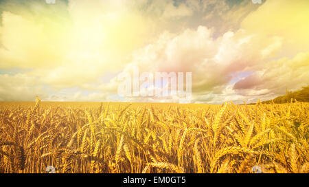 La maturazione di grano dorato al mattino presto sun Foto Stock