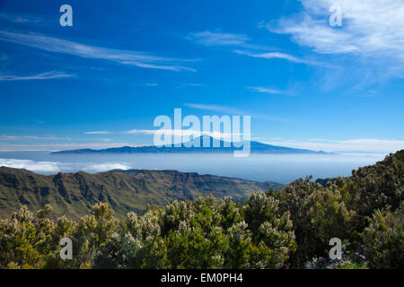 Tenerife galleggiante su te mare di nubi, vista dall'isola di La Gomera, cespugli fioriti di erica arborea, tree heather, in primo piano Foto Stock