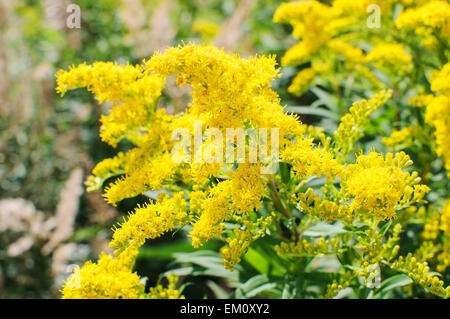 Blooming Oro, Solidago fiore o Zlata Rozga Foto Stock