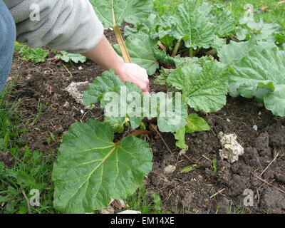 La raccolta di giovani rabarbaro Foto Stock