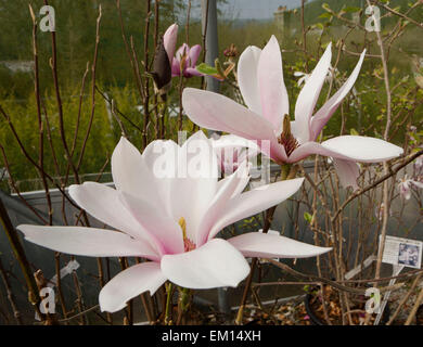 Magnolia ' Heaven Scent al Ducato vivaio di proprietà del ducato di Cornovaglia ( il Principe Carlo ) a Lostwithiel in Cornovaglia, Foto Stock