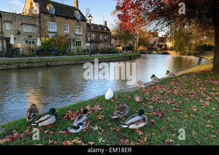 Villaggio costwold di Bourton sull'acqua, Gloucestershire, Regno Unito Foto Stock