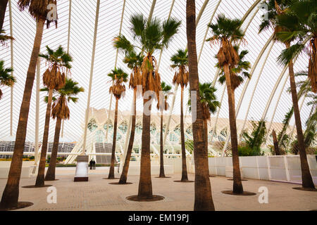 Le Palme a L'Umbracle valencia spagna Foto Stock