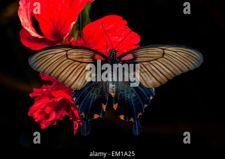 Nero e marrone a farfalla sul fiore rosso e lo sfondo scuro Foto Stock