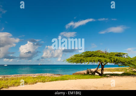 Divi-divi albero su Aruba. Mare tropicale sulla spiaggia. Foto Stock
