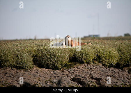 Color ruggine grigio femmina con guarnizione pup, Fiume Crouch, Essex. Foto Stock