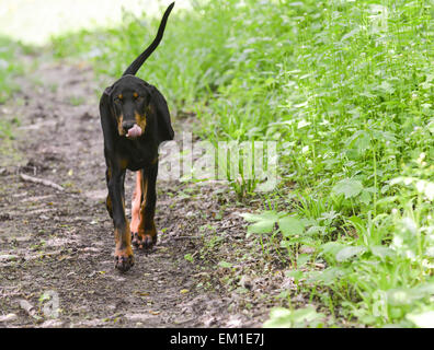 Nero e marrone coonhound camminando su un percorso Foto Stock