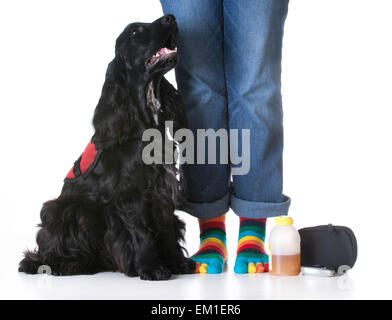 Servizio - cane diabetico servizio Addestrato cane seduto accanto a proprietario Foto Stock