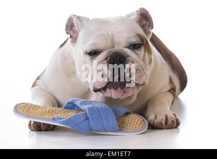 Cucciolo masticare su pantofola con espressione divertente su sfondo bianco Foto Stock