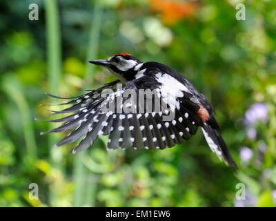 Flying Picchio rosso maggiore Foto Stock