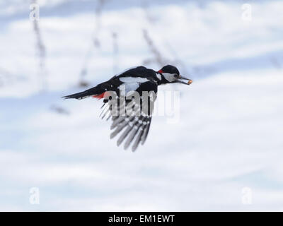 Flying Picchio rosso maggiore Foto Stock