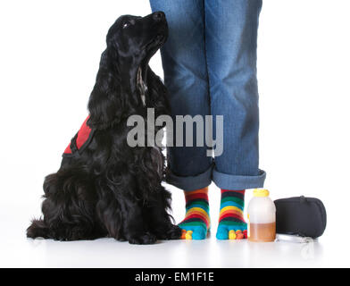 Servizio - cane diabetico servizio Addestrato cane seduto accanto a proprietario Foto Stock