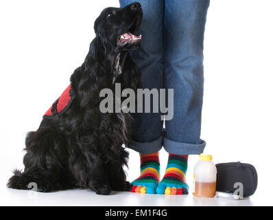 Servizio - cane diabetico servizio Addestrato cane seduto accanto a proprietario Foto Stock