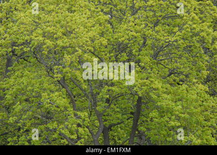 Baldacchino con fogliame verde chiaro in primavera, visto dall'alto. Foto Stock