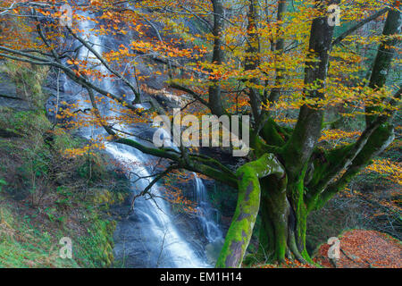 Uguna cascata. Zeanuri. Gorbeia parco naturale. Golfo di Guascogna, Spagna, Europa. Foto Stock