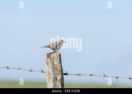 Meadow Pipit in tipica posa seduta su un post Foto Stock