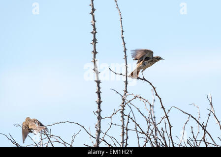 Due Prato Pipits uno letteralmente appena tenuto spento presa sulla testa di Seaford, East Sussex Foto Stock