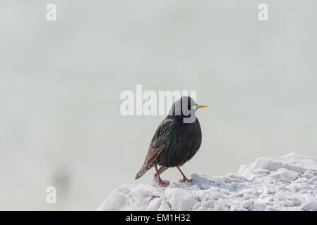 Un Starling sulla rupe a Seaford, East Sussex Foto Stock