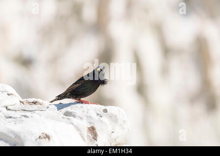 Un Starling guardando la telecamera sulla rupe a Seaford, East Sussex Foto Stock