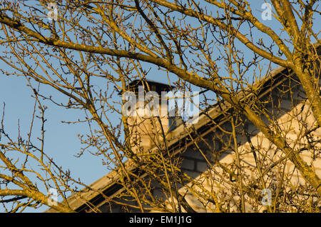 Albero del villaggio Foto Stock