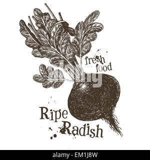 Ortaggi freschi vector logo design modello. mature o rafano rape ravanelli icona. Foto Stock