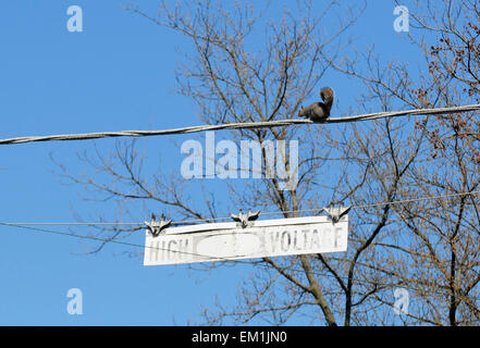 Scoiattolo grigio Attraversamento linea elettrica ad alta tensione per ottenere attraverso il canale. Foto Stock