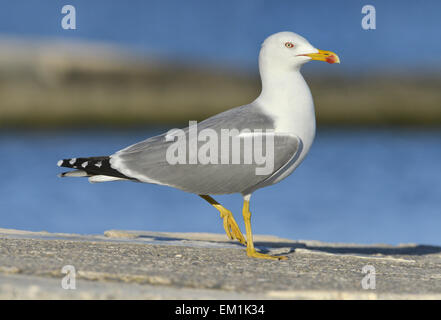 Giallo-gambe - Gabbiano Larus michahellis - estate adulto. Foto Stock