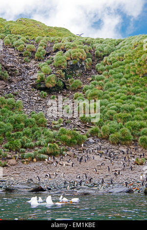 Dal sottogola colonia di pinguini Cooper Bay Georgia del Sud Foto Stock