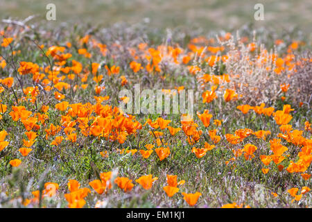 Primavera in California, migliaia di fiori che sbocciano sulle colline di Antelope Valley California Poppy preservare Foto Stock