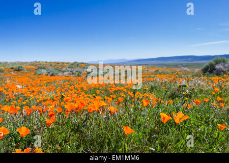 Primavera in California, migliaia di fiori che sbocciano sulle colline di Antelope Valley California Poppy preservare Foto Stock