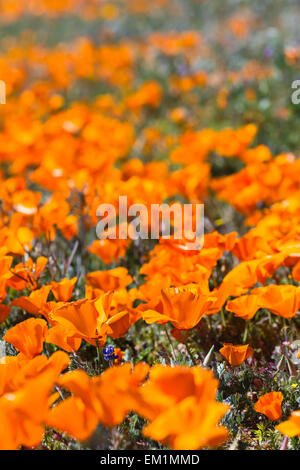 Primavera in California, migliaia di fiori che sbocciano sulle colline di Antelope Valley California Poppy preservare Foto Stock