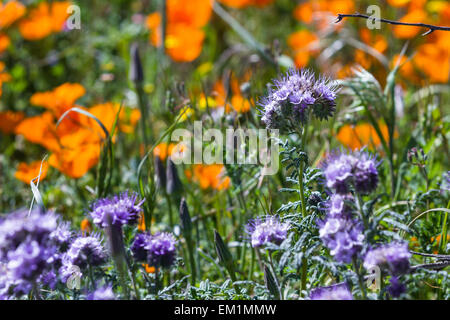 Primavera in California, migliaia di fiori che sbocciano sulle colline di Antelope Valley California Poppy preservare Foto Stock