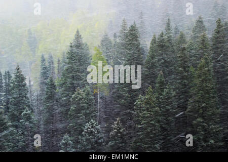 Pineta nella tempesta di neve, Mount Sneffels gamma, Colorado, STATI UNITI D'AMERICA Foto Stock