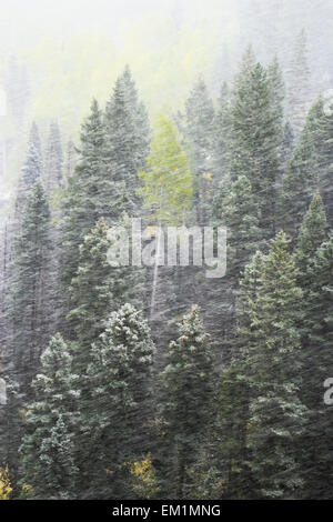 Pineta nella tempesta di neve, Mount Sneffels gamma, Colorado, STATI UNITI D'AMERICA Foto Stock