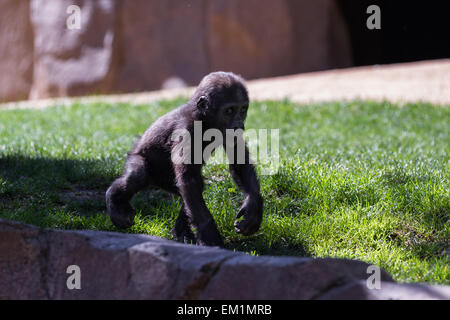 Nuovo baby gorilla allo zoo camminando sul fresco di erba di primavera Foto Stock