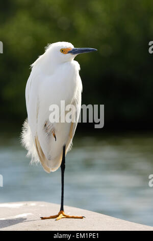 Snowy Garzetta (Egretta thuja) Foto Stock