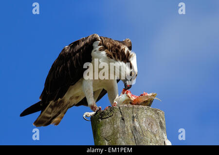 Falco pescatore (Pandion haliaetus) mangiare pesce su un palo della luce Foto Stock