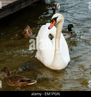 Il White Swan galleggiante sul lago in cerca di cibo Foto Stock