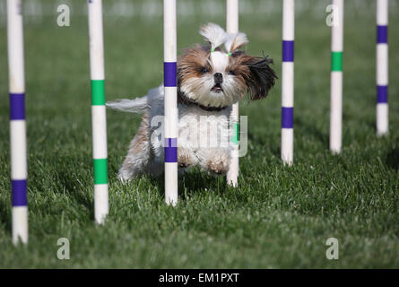 Un cane di piccola taglia in esecuzione attraverso i poli di armatura Foto Stock